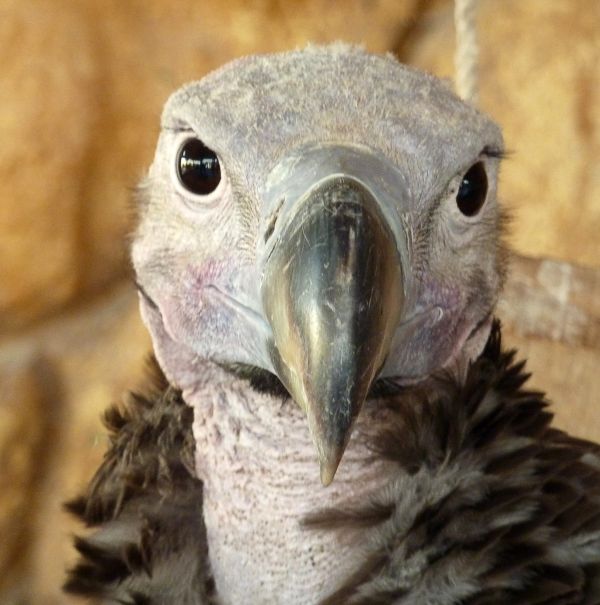 vulture